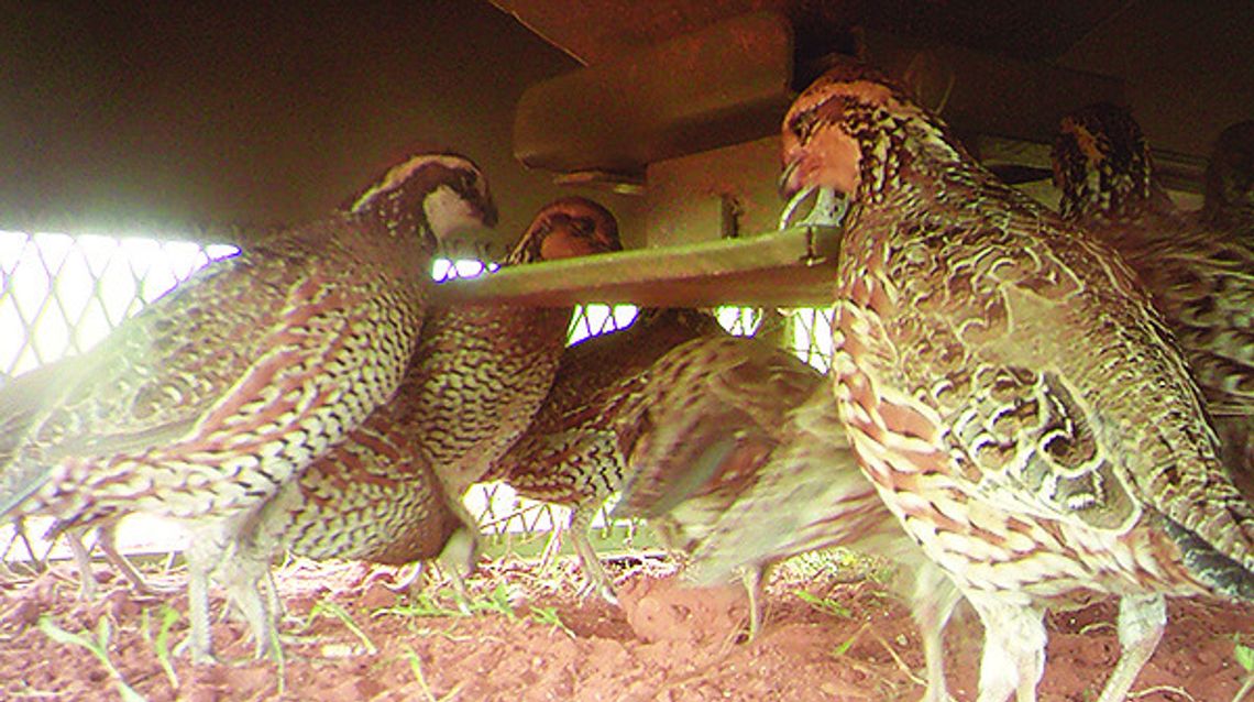 For Love of Quail: Texas quail research leads to FDA approval of medicated feed for stamping out parasites