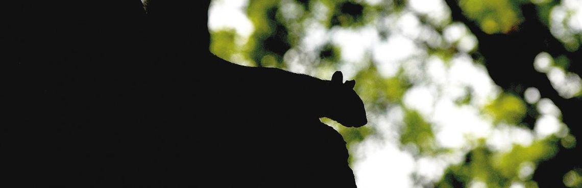 Ghost Squirrels