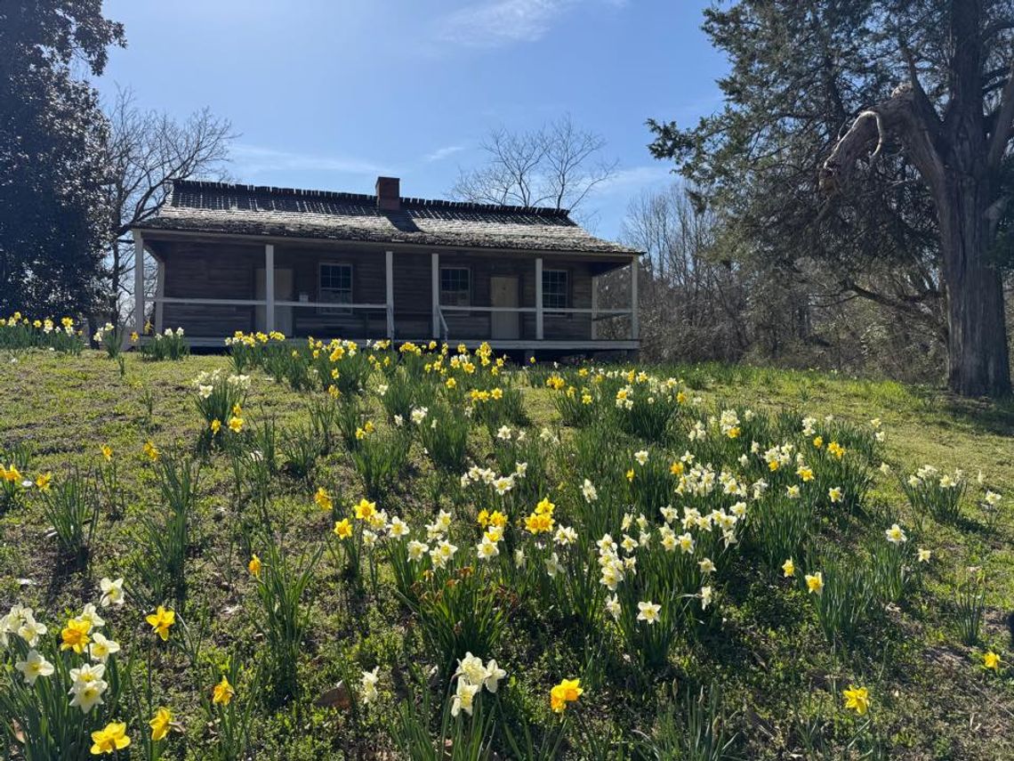 Historic Washington State Park to host 58th Annual Jonquil Festival