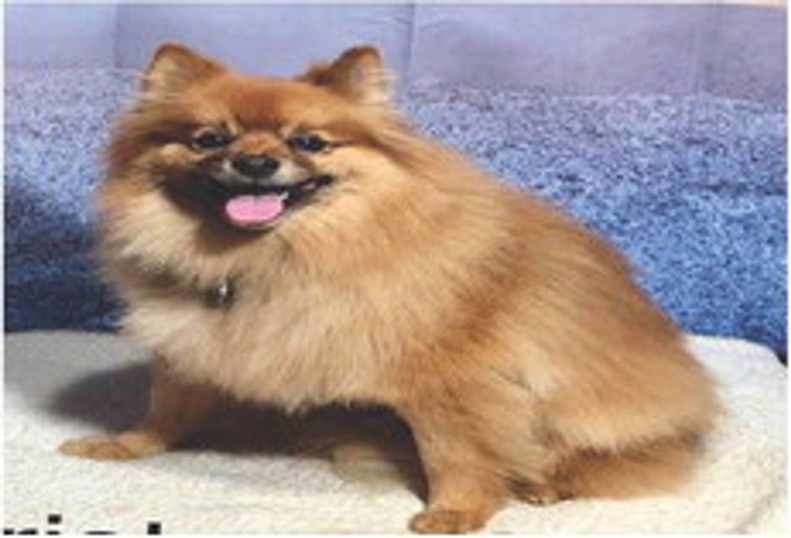 Lost Dog