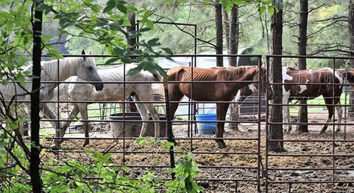 More than 150 equines seized from Camp County horse rescue