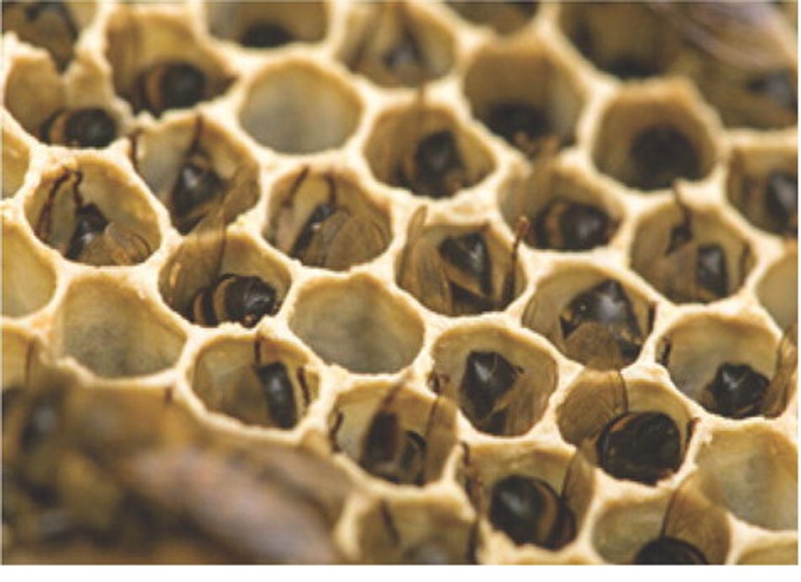 My Bees are Not Doing Well My Bees are Not Doing Well