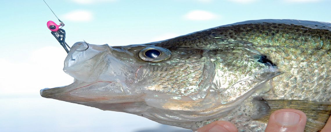 “No Cull” Crappie Fork, Lake ‘O The Pines reminded of special wintertime regulation