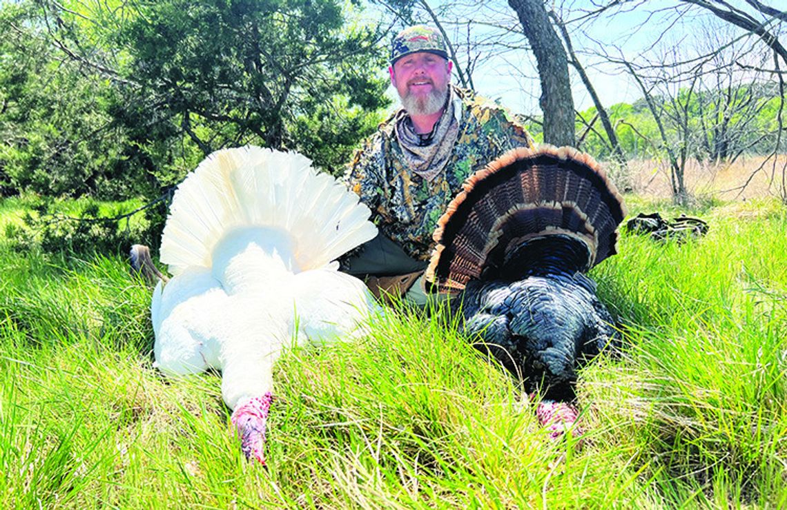 Odd Ball Tom--Texas turkey hunter bags rare all-white gobbler, testing on tap to determine genetics