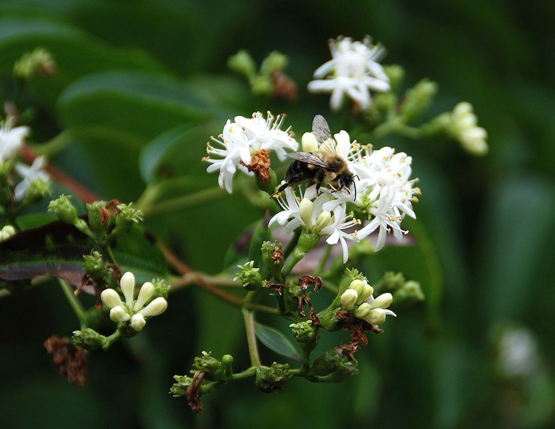 Plant a few trees for you and the bees