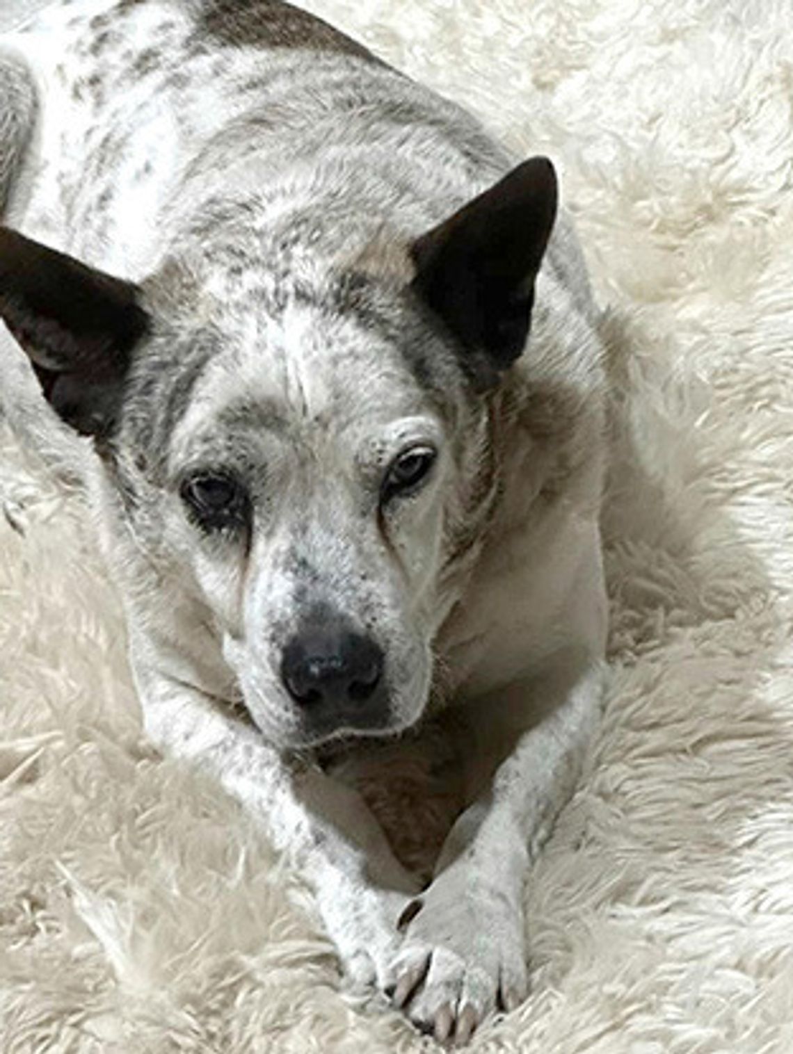 Reward offered for info on local dog killer