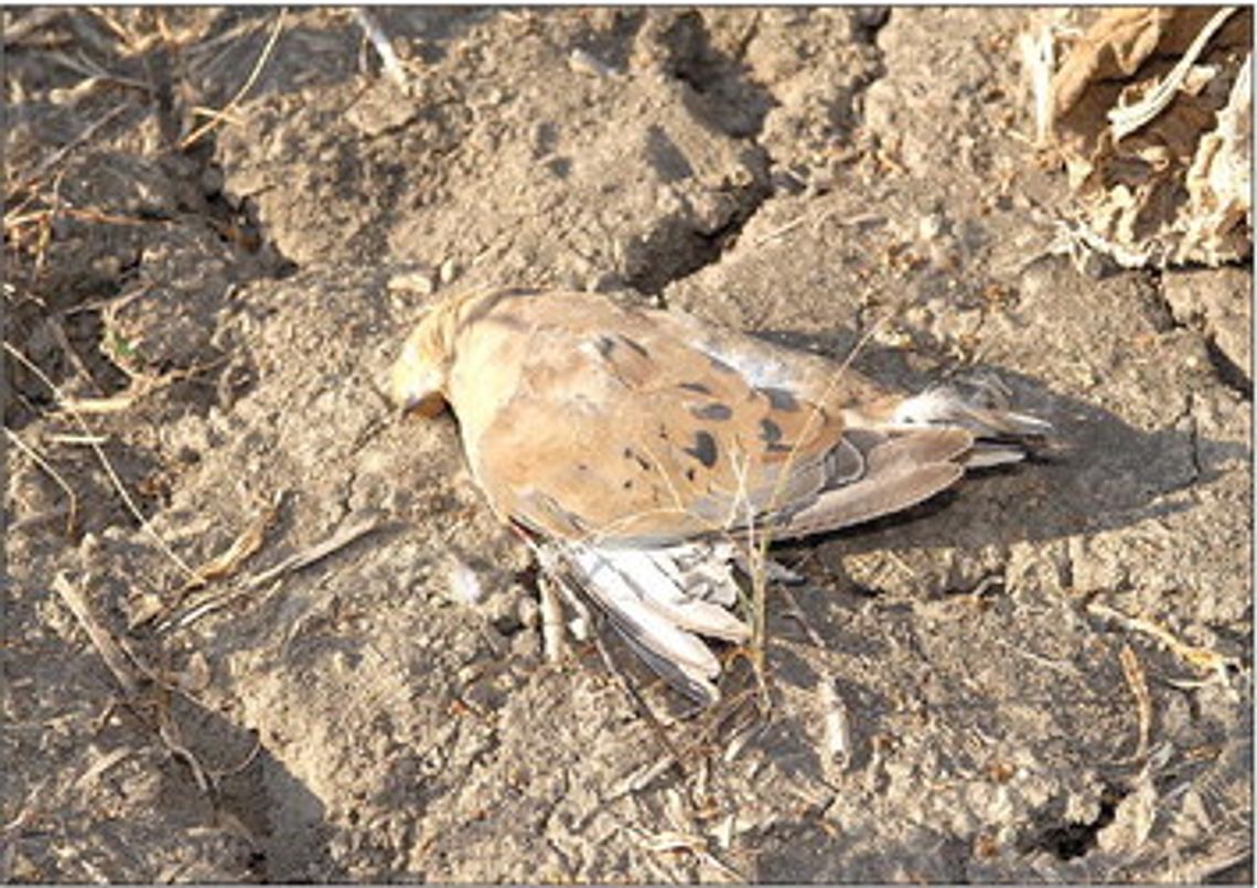 Some useful words of advice for Texas dove hunters