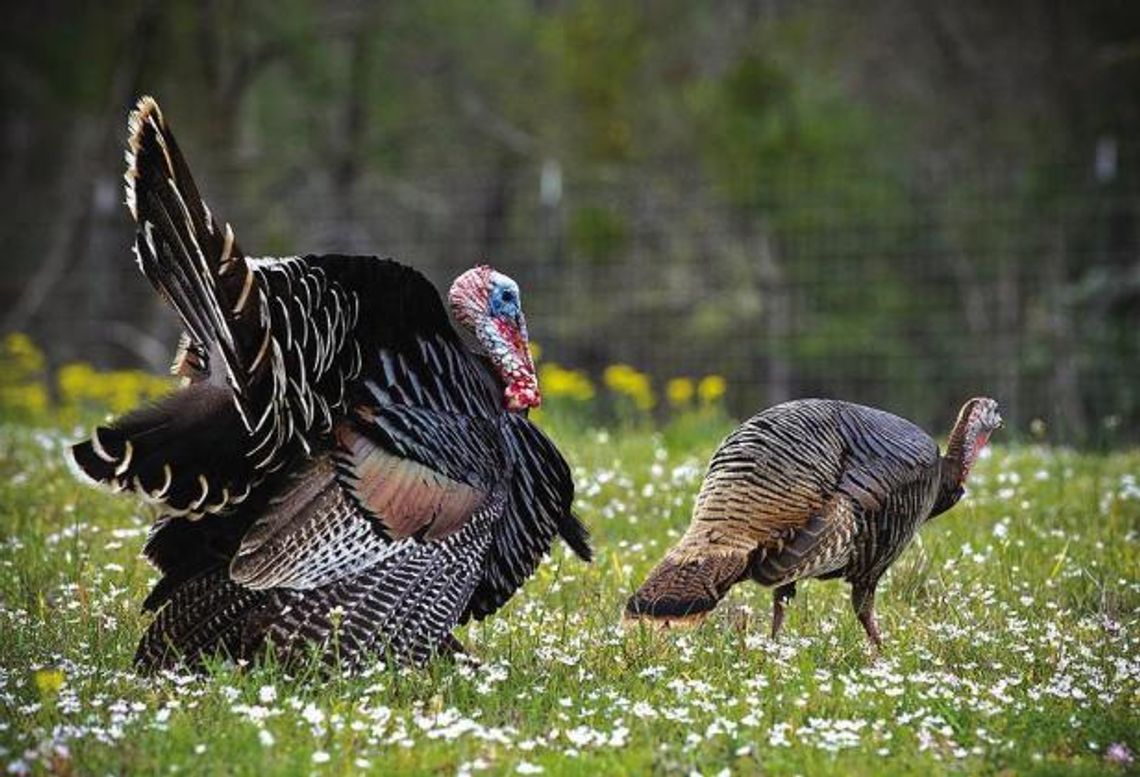 Spring Turkey Preview