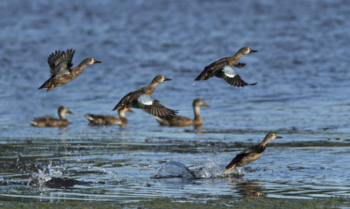 Teal Time-Early season underway, excellent conditions point to good season despite lagging numbers