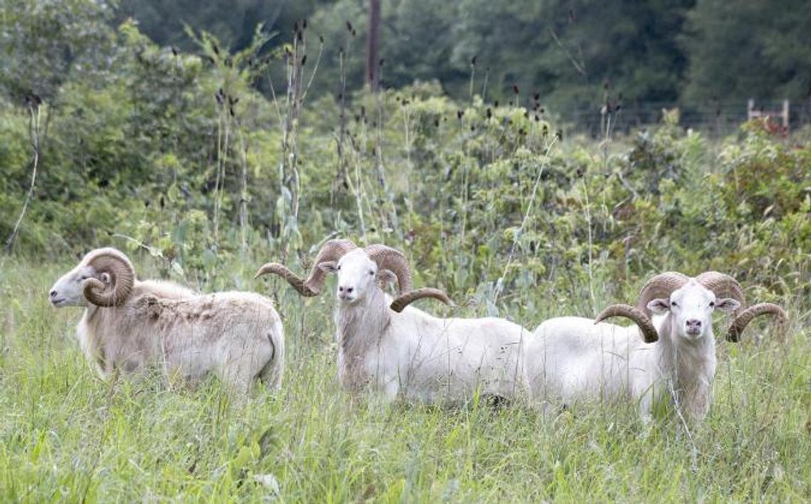 The wild animals of the world come to Bowie County