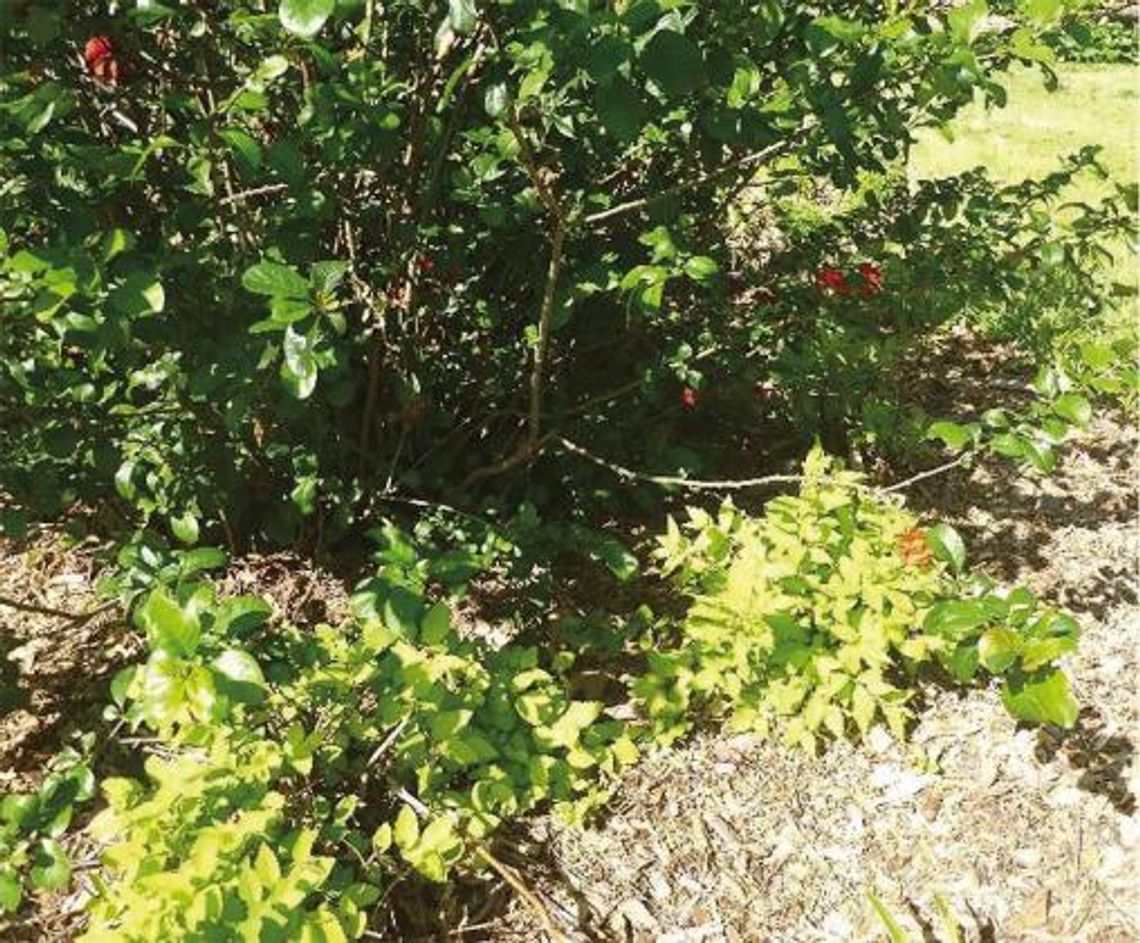 “This Plant is our Choice!”