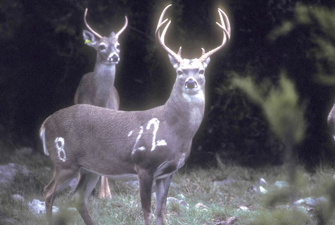 TPWD euthanizes research facility deer herd prior to confirmation by national lab