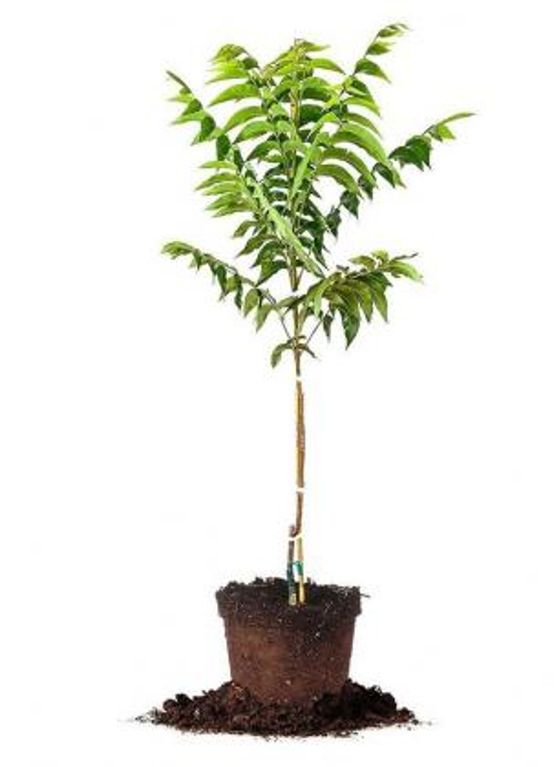 TREE SEEDLING GIVE-A-WAY