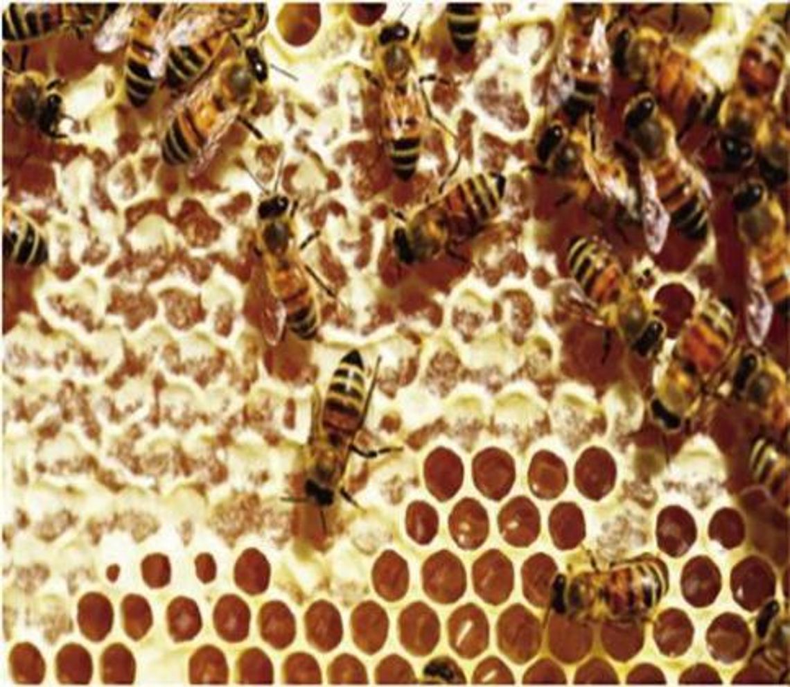 “Where does honey come from?”